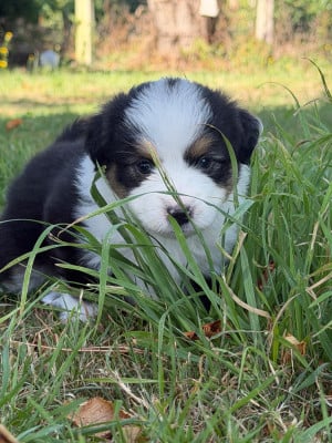 Les chiots de Berger Américain Miniature