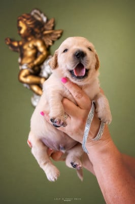 Les chiots de Golden Retriever