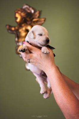 Les chiots de Golden Retriever