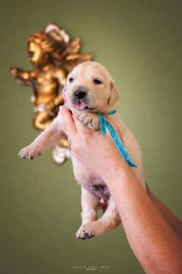 Les chiots de Golden Retriever
