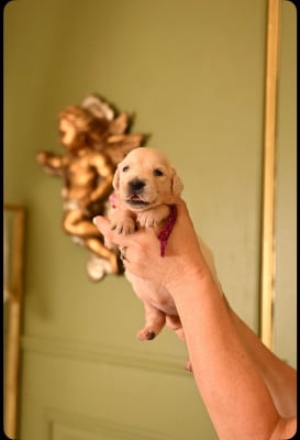 Les chiots de Golden Retriever