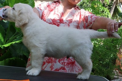Les chiots de Golden Retriever