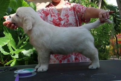 Les chiots de Golden Retriever