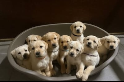 Les chiots de Labrador Retriever