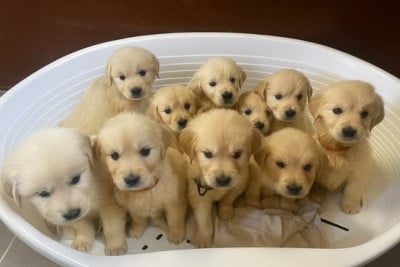 Les chiots de Golden Retriever