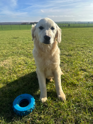 Les chiots de Golden Retriever