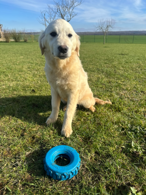 Les chiots de Golden Retriever