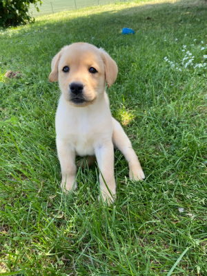Les chiots de Labrador Retriever