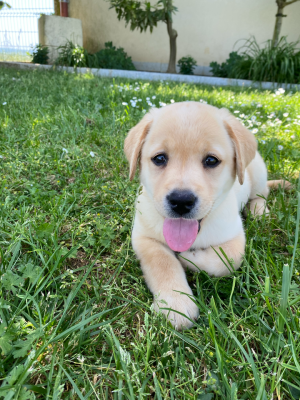 Les chiots de Labrador Retriever