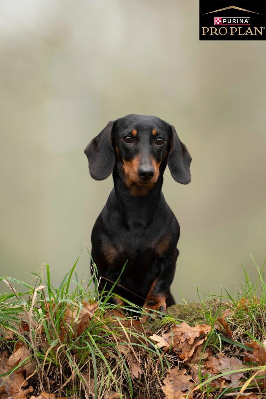 FORTUNA NEAREA de grayala