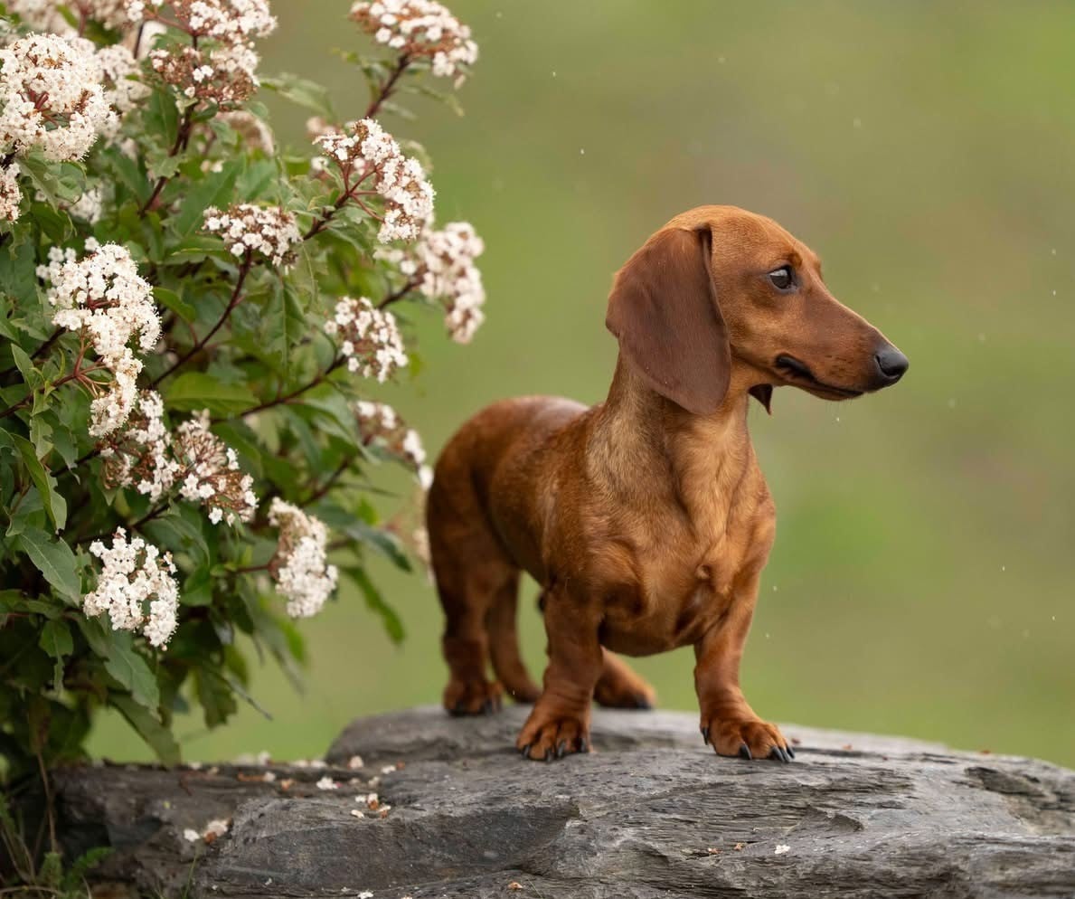 VALLY de ker ki douar
