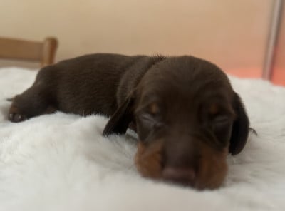 Les chiots de Teckel poil ras