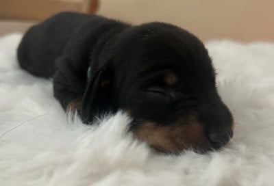 Les chiots de Teckel poil ras