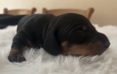 Les chiots de Teckel poil ras