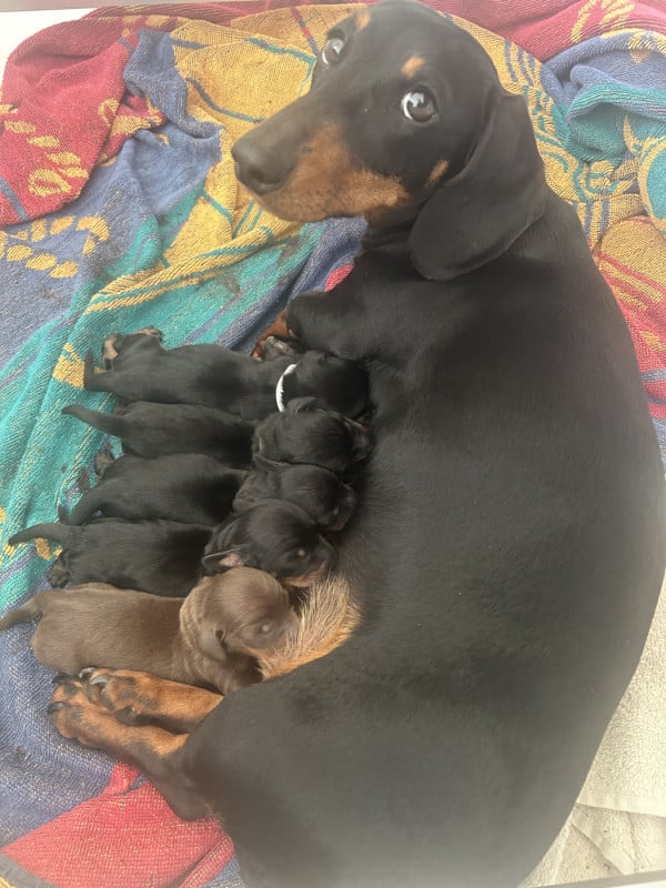 Teckel poil ras - Des Stardachshund