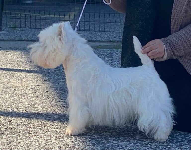 Publication : Des Flocons De Calistell