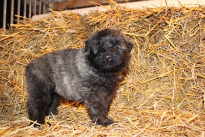 Les chiots de Bouvier des Flandres