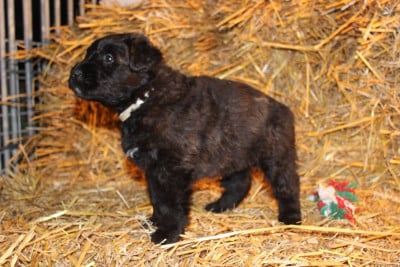 Les chiots de Bouvier des Flandres