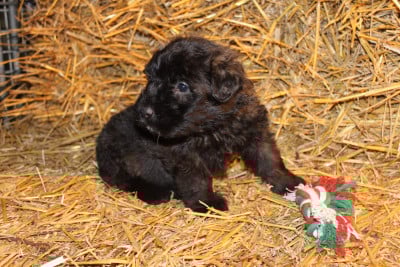 Les chiots de Bouvier des Flandres