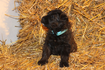 Les chiots de Bouvier des Flandres