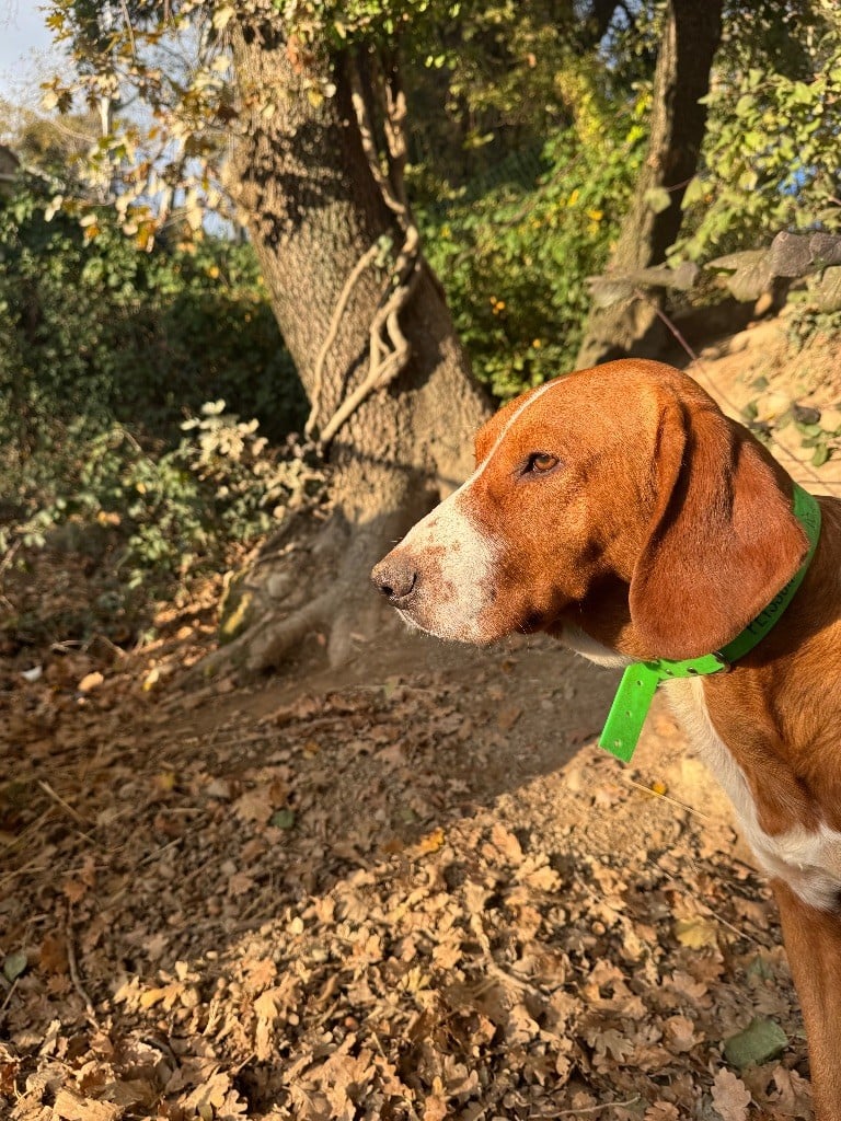 Publication : De La Menée Rouge