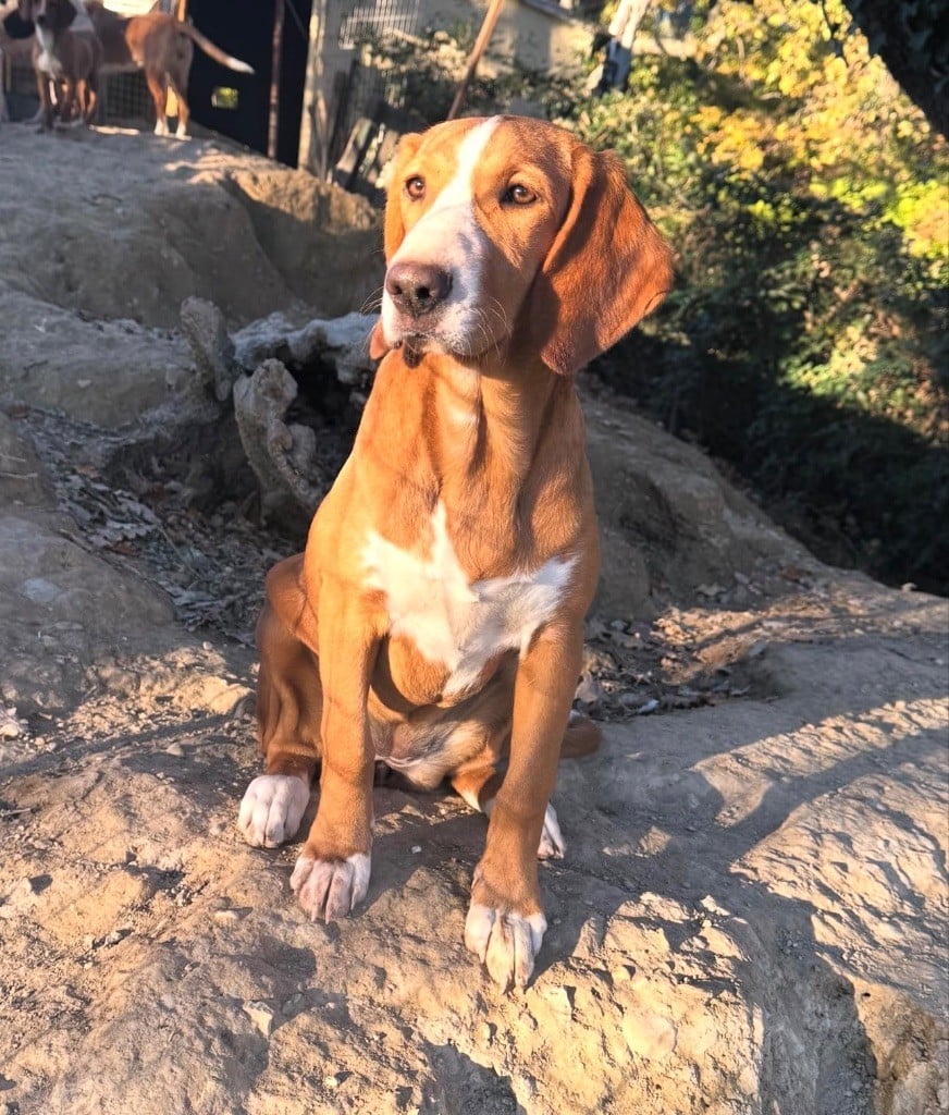 Publication : De La Menée Rouge