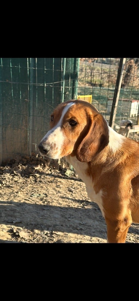 Publication : De La Menée Rouge