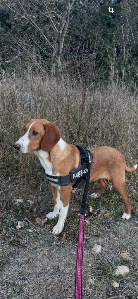 Publication : De La Menée Rouge