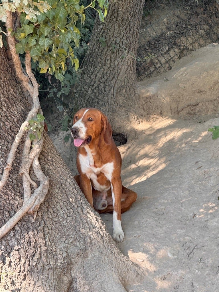 Publication : De La Menée Rouge