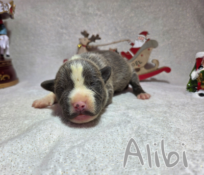 Les chiots de American Staffordshire Terrier