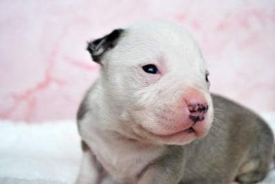 Les chiots de American Staffordshire Terrier