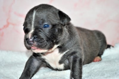 Les chiots de American Staffordshire Terrier