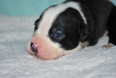 Les chiots de American Staffordshire Terrier