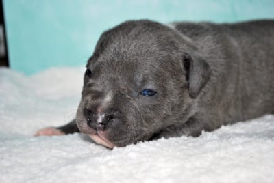 Les chiots de American Staffordshire Terrier