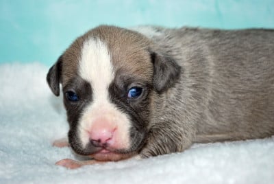 Les chiots de American Staffordshire Terrier