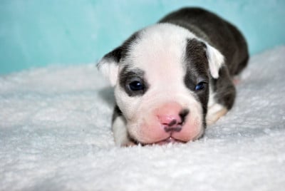 Les chiots de American Staffordshire Terrier