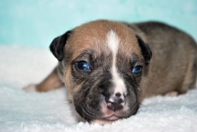 Les chiots de American Staffordshire Terrier
