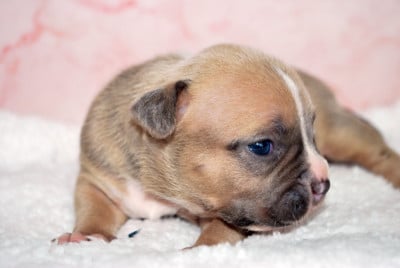 Les chiots de American Staffordshire Terrier