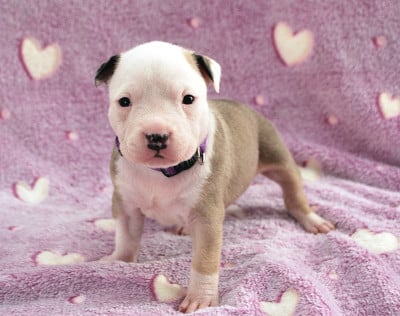 Les chiots de American Staffordshire Terrier
