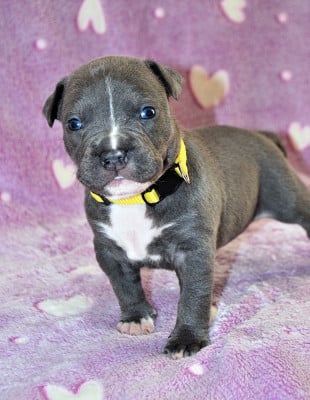 Les chiots de American Staffordshire Terrier