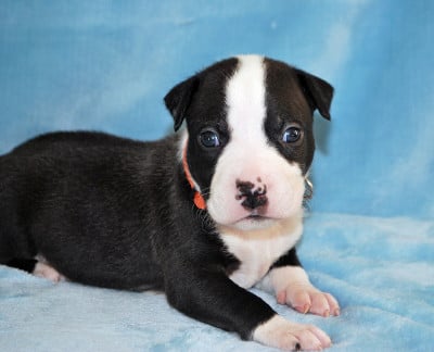 Les chiots de American Staffordshire Terrier