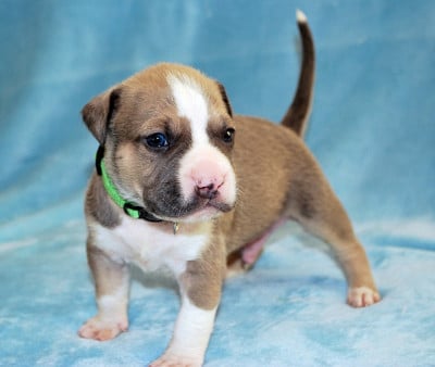 Les chiots de American Staffordshire Terrier