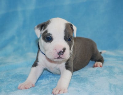 Les chiots de American Staffordshire Terrier