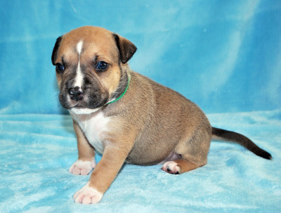 Les chiots de American Staffordshire Terrier