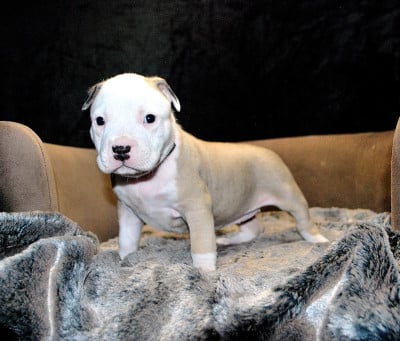 Les chiots de American Staffordshire Terrier