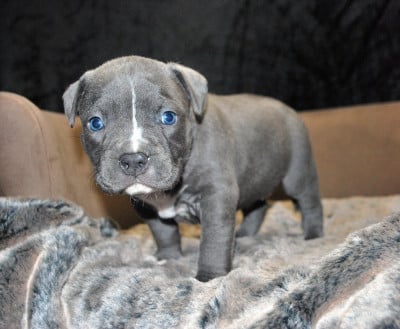 Les chiots de American Staffordshire Terrier