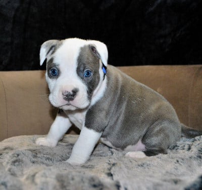 Les chiots de American Staffordshire Terrier