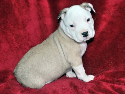 Les chiots de American Staffordshire Terrier