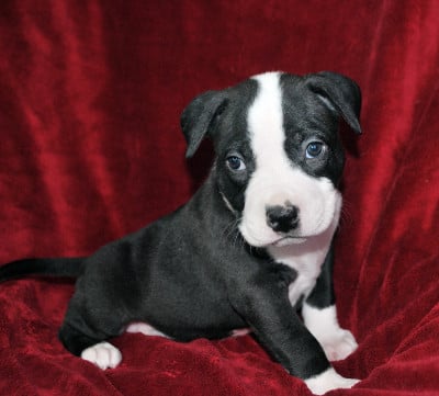 Les chiots de American Staffordshire Terrier