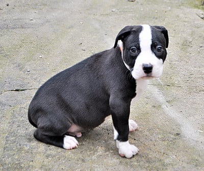 Les chiots de American Staffordshire Terrier